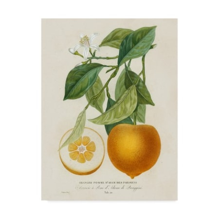 A. Risso 'French Orange Botanical I' Canvas Art,18x24